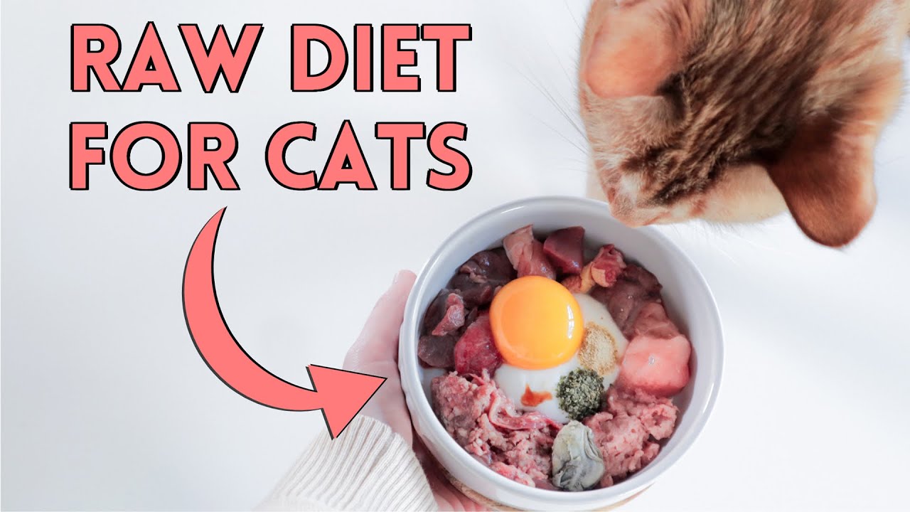 how-to-raw-feed-your-cat-nutrition-details-you-need-to-know-in-fit